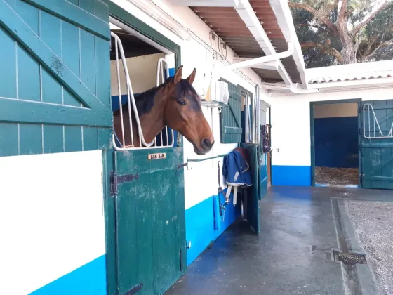 Boxes de alojamento para cavalos no Centro Hípico da Quinta da Marinha